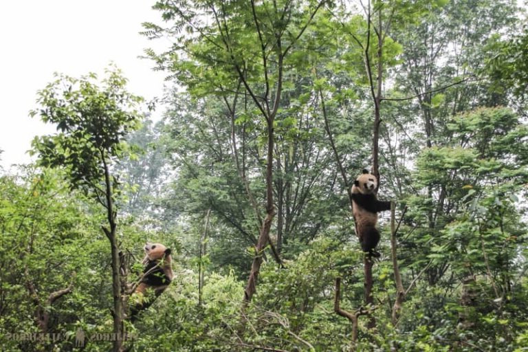 Chengdu, otro de los lugares que visitar en China